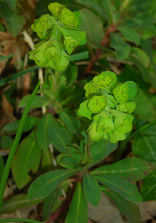 Flora dell''Oasi LIPU Casacalenda (CB) SIC IT7222250